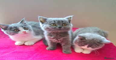 British Shorthair cats - Advert 12