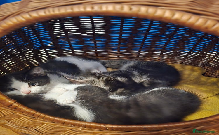 Mixed Breed cats - Advert 14