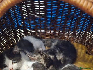 Mixed Breed cats - Advert 5