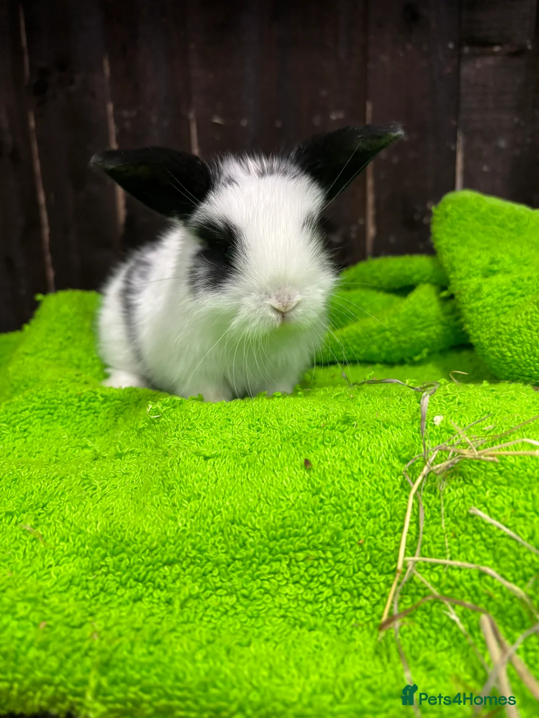 Mini Lop rabbits for sale: mini lop ear babies - Advert 8