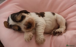 Cocker Spaniel dogs for sale: Beautiful family SHOW cocker spaniels - Image 13