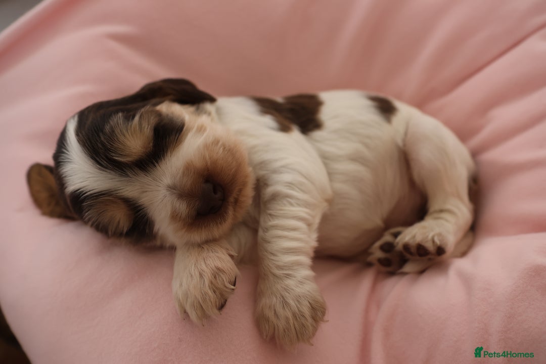 Cocker Spaniel dogs for sale: Beautiful family SHOW cocker spaniels - Image 13