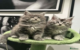 Maine Coon cats for sale: Stunning Mainecoon Kittens - Image 12