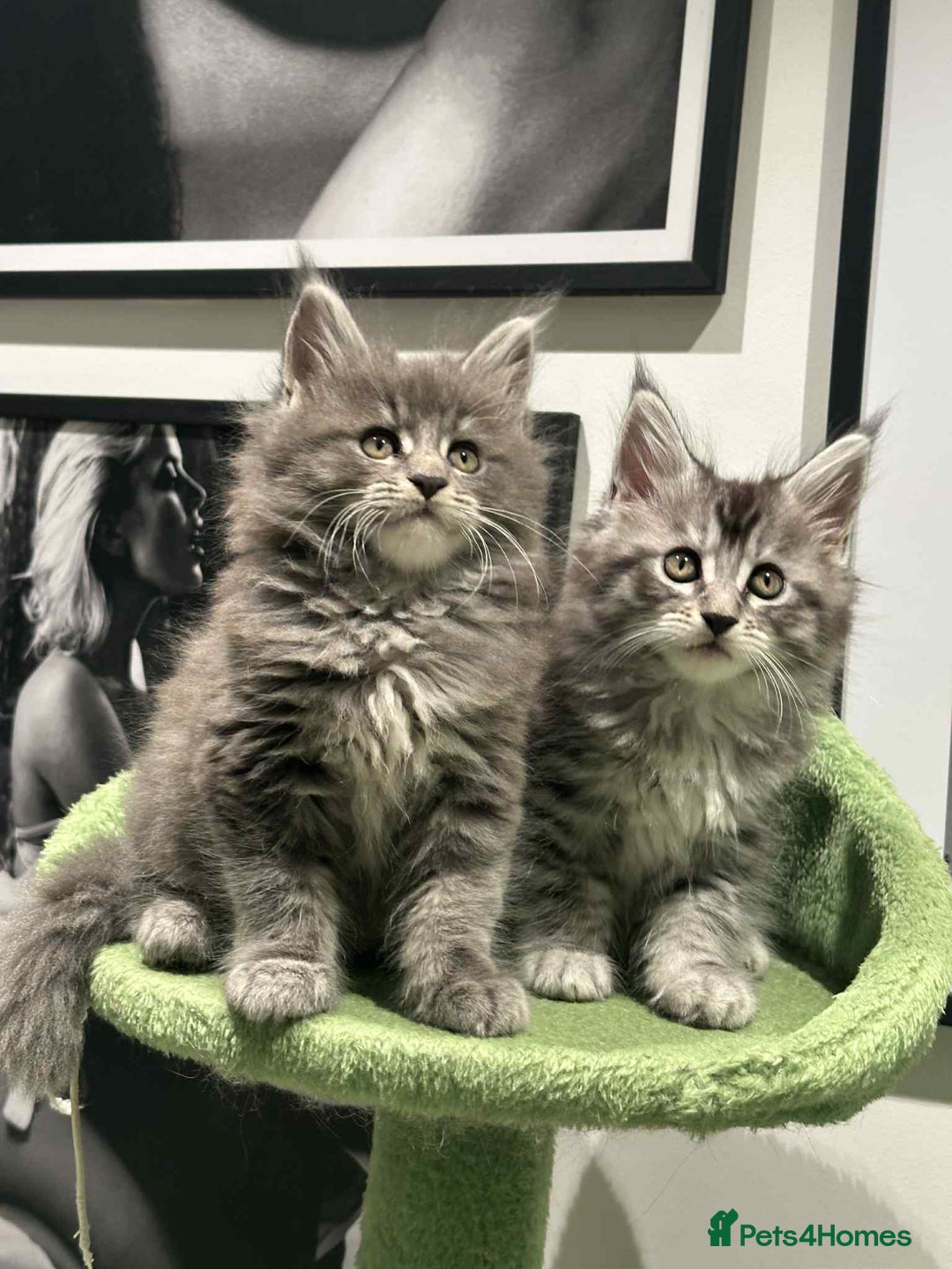 Maine Coon cats for sale: Stunning Mainecoon Kittens - Image 12