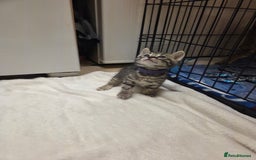 Bengal cats for sale: Beautiful 1/2 bengal kittens - Image 16