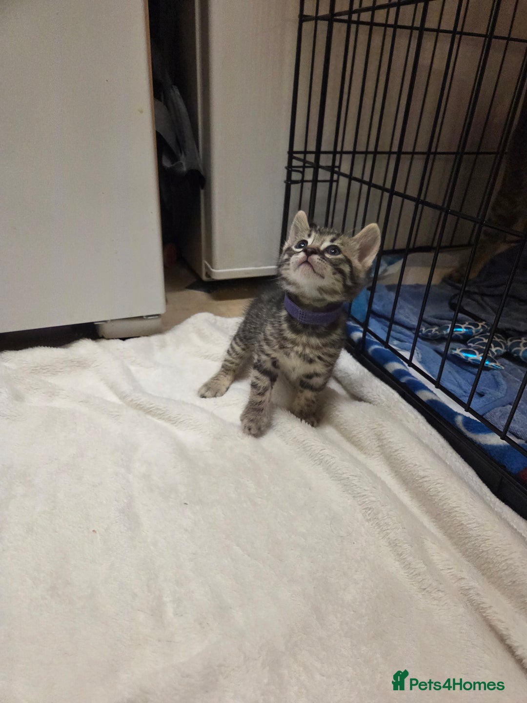 Bengal cats for sale: Beautiful 1/2 bengal kittens - Image 16