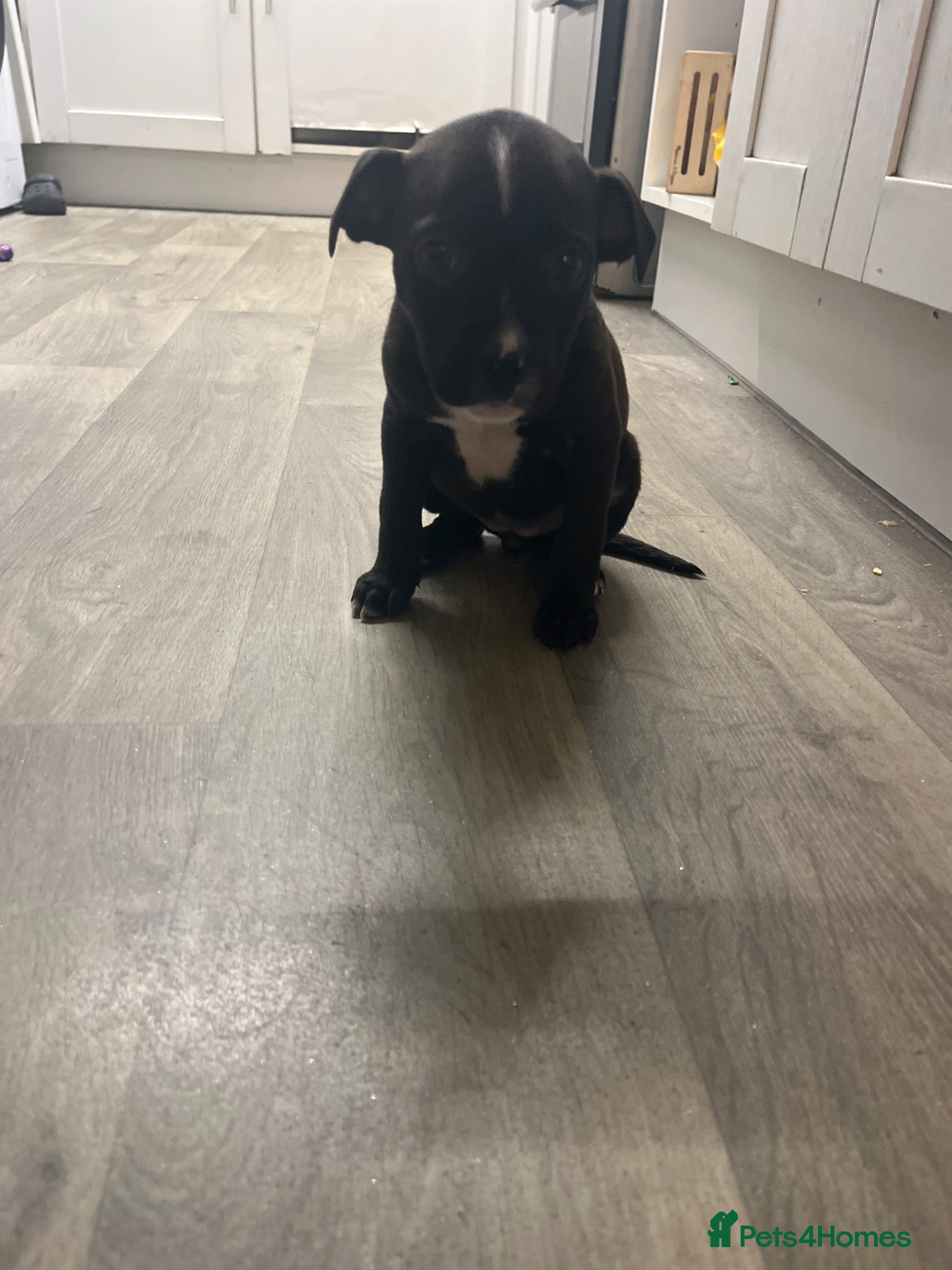 Mixed Breed dogs Staff x American bully puppy female 8 weeks black  - Advert 1