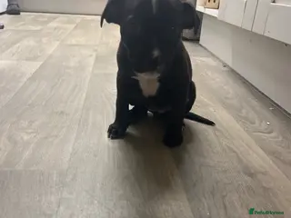Mixed Breed dogs Staff x American bully puppy female 8 weeks black - Advert 1