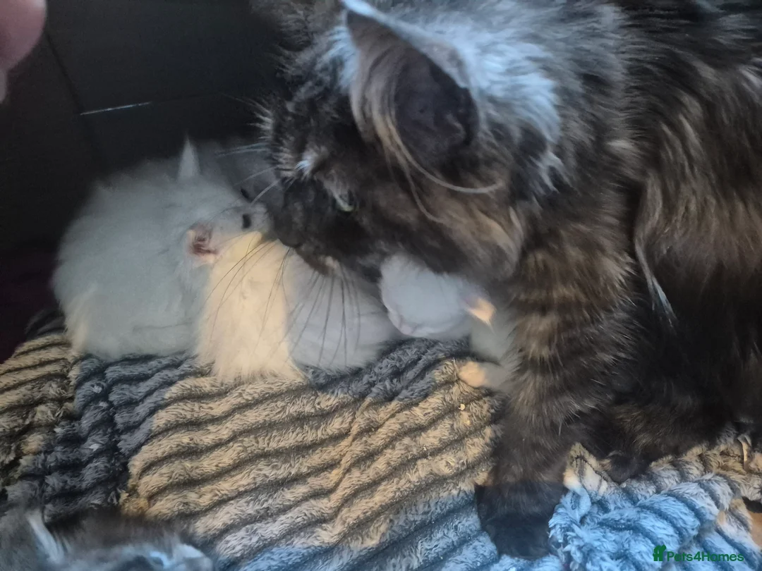 Maine Coon cats for sale: ✨🐾 Stunning Russian Maine Coon Kittens 🐾✨ - Advert 2