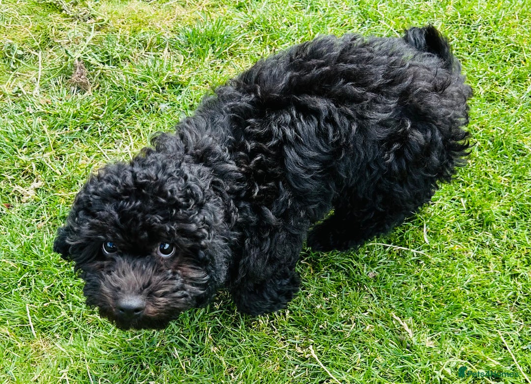 Cockapoo dogs for sale: Cockapoo Boy - Black - 4 month old - Image 2