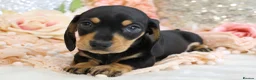 Miniature Dachshund dogs for sale: KC Miniature Dachshund Puppies - Advert 15