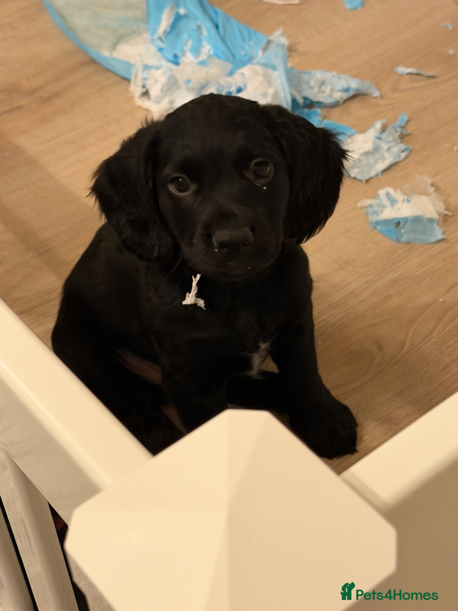 Sprocker dogs Sprocker spaniel puppies - Advert 4