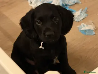 Sprocker dogs Sprocker spaniel puppies - Advert 4