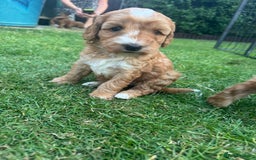 Cockapoo dogs for sale: 🐾 Beautiful Red F1 Cockapoo Puppies! 🐾 - Image 4