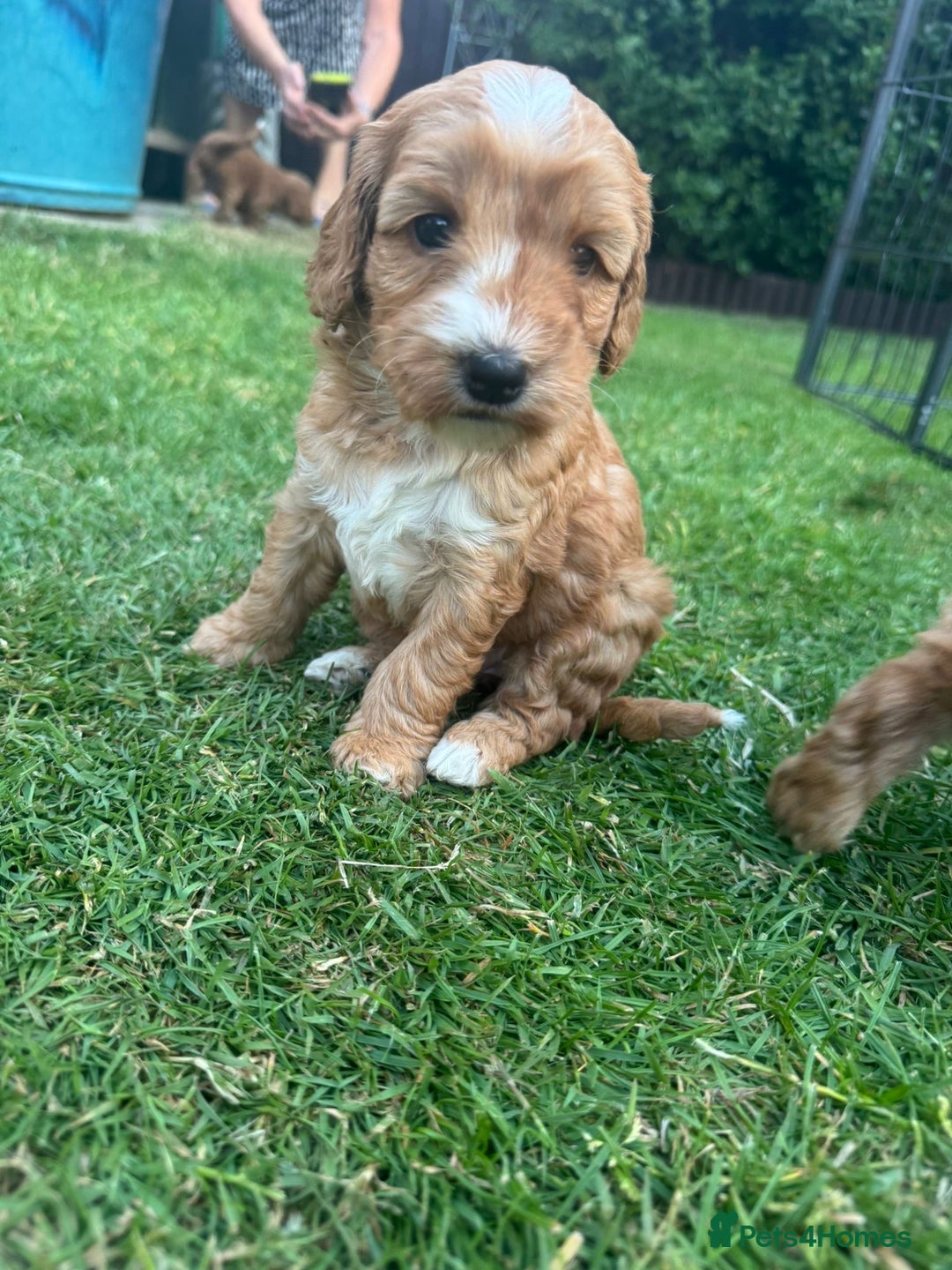 Cockapoo dogs for sale: 🐾 Beautiful Red F1 Cockapoo Puppies! 🐾 - Image 4