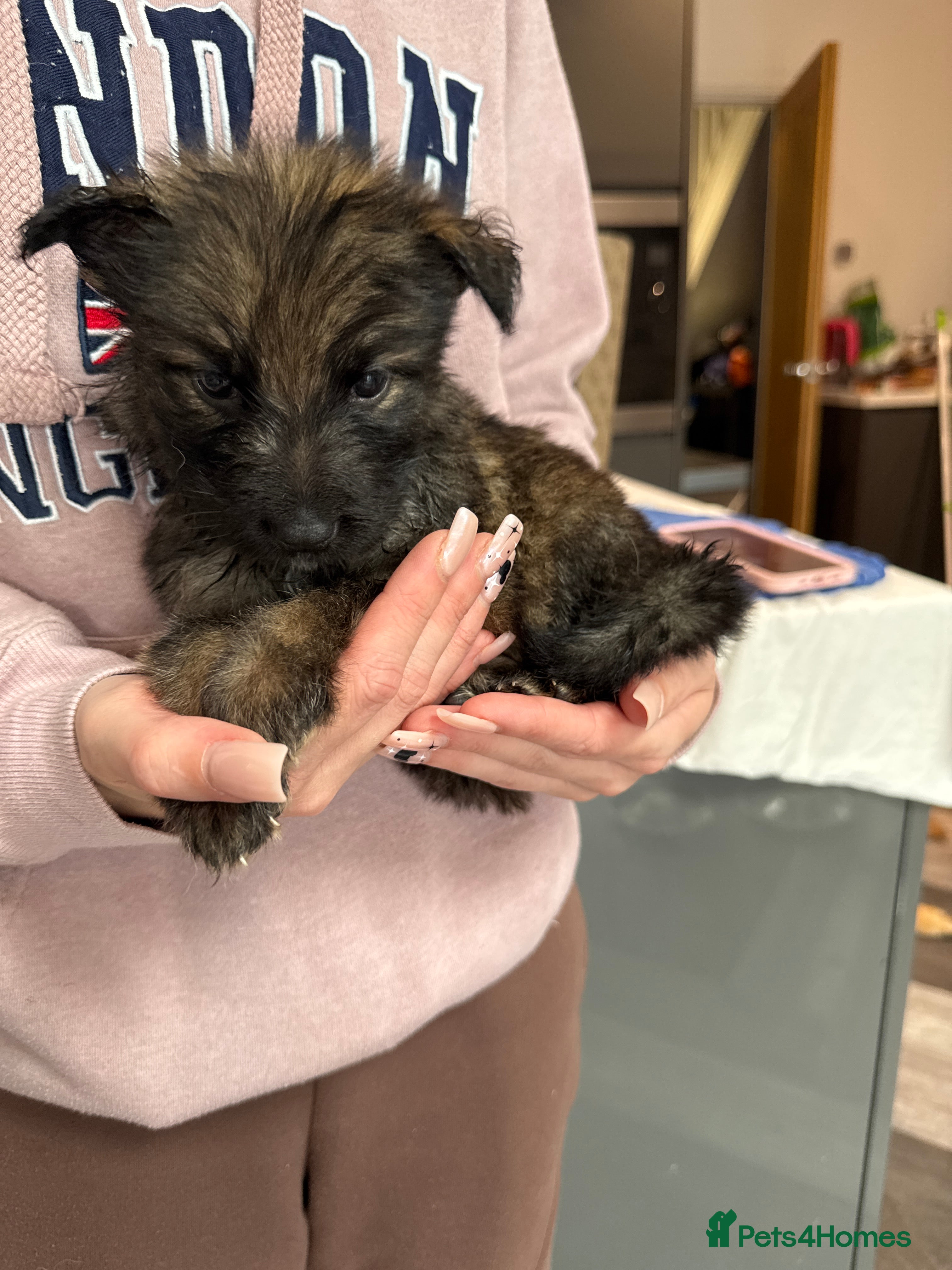 German Shepherd dogs 10 beautiful German shepherd puppies - Advert 2