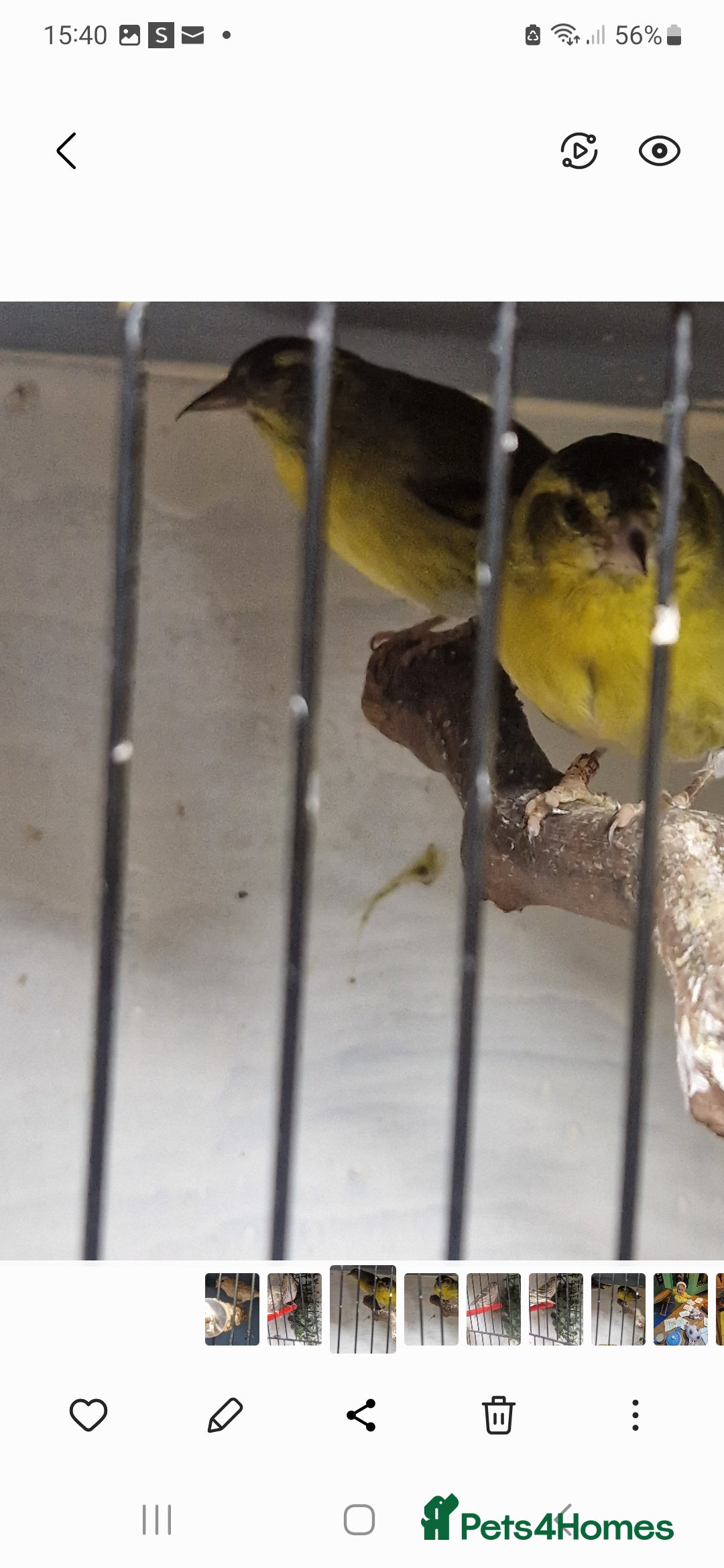 Finches birds for sale: Siskins - Advert 6