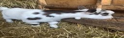 Goats livestock for sale: Pygmy goat - Advert 7