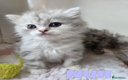 Persian cats for sale: Persian x Ragdoll - Image 9