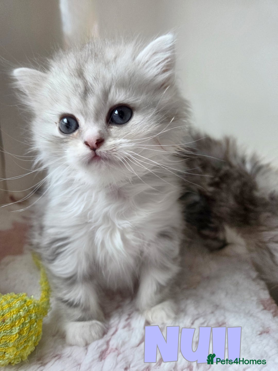 Persian cats for sale: Persian x Ragdoll - Image 9