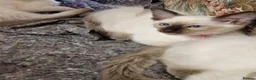 Siamese cats for sale: Old Style Siamese Kittens For Sale in Abingdon - Advert 13