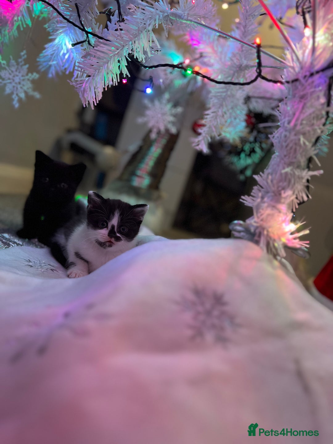 British Shorthair cats for sale: Beautiful British Shorthair Kittens  - Advert 2