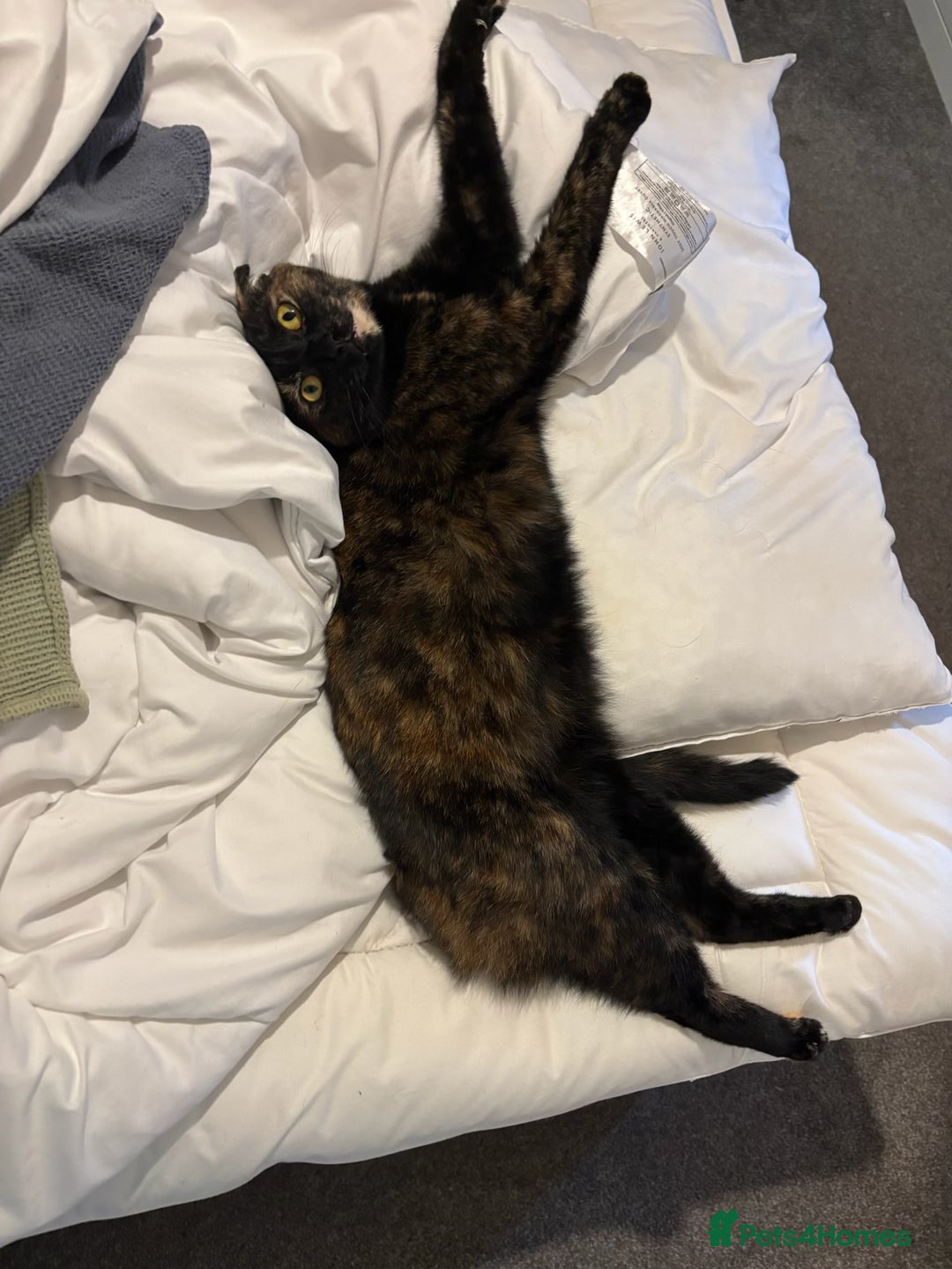 Domestic Shorthair cats for sale: Brother & Sister (not to be split) - Advert 8