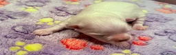 Maltese dogs for sale: Beautiful Maltese Puppies ⭐️Over 5 GENERATIONS⭐️ - Advert 24