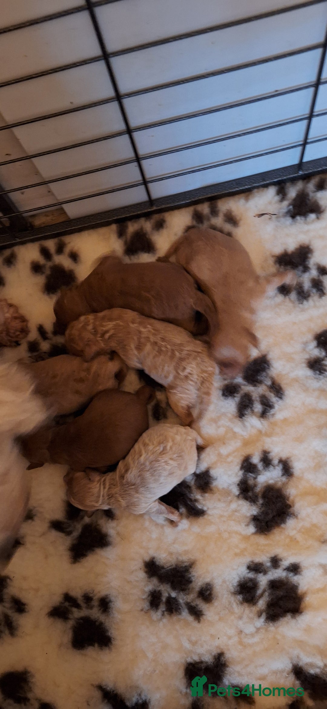 Cavachon dogs for sale: Gorgeous DNA tested Cavapoochon pups - Advert 2