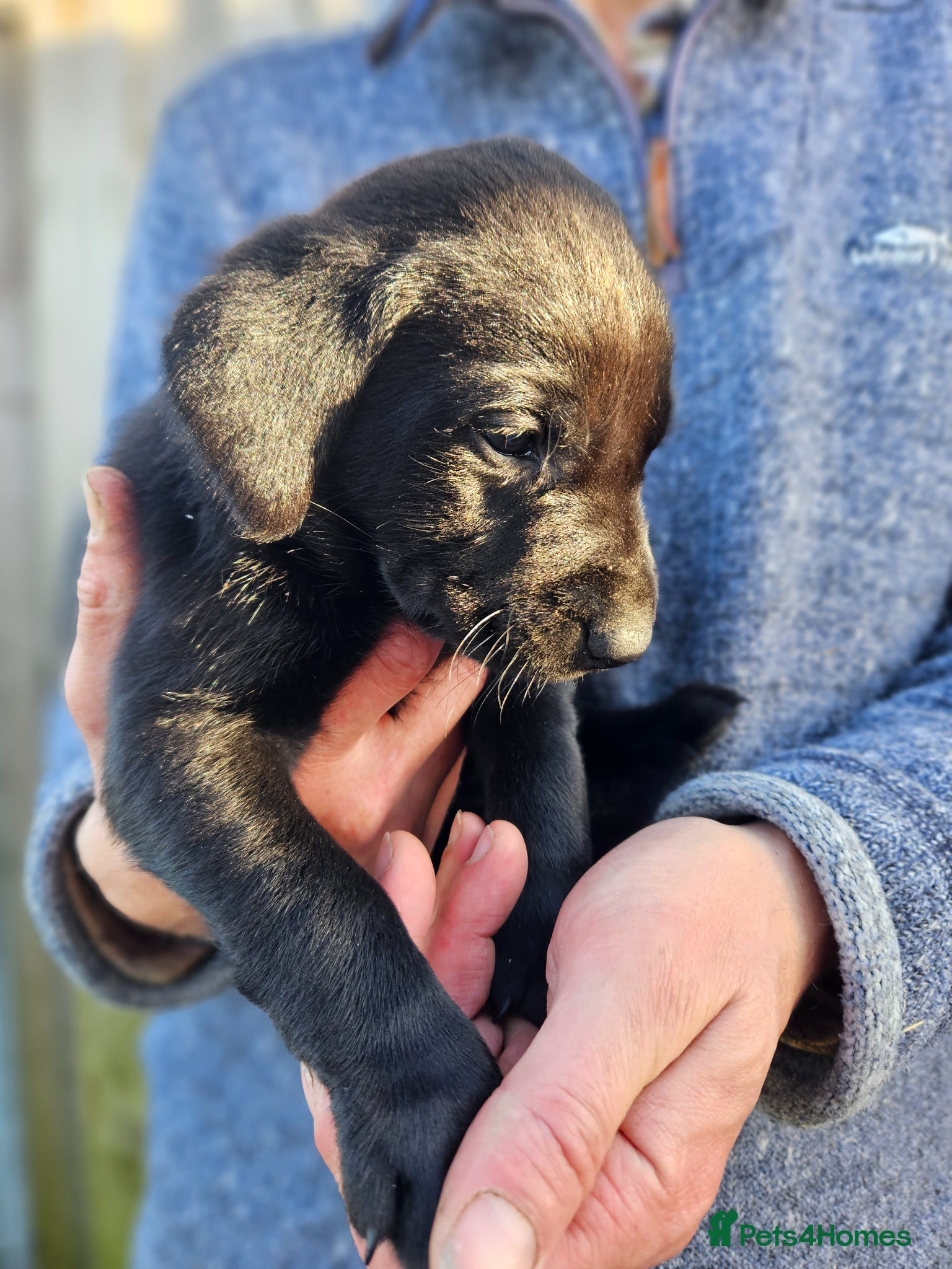 Labrador Retriever dogs for sale: Black Male Labrador Puppies for sale Western Isles - Advert 7
