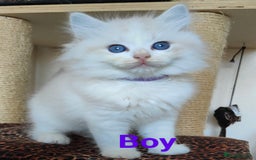 Ragdoll cats for sale: GCCF REGISTERED EUROPEAN LINE RAGDOLL KITTENS  - Image 2