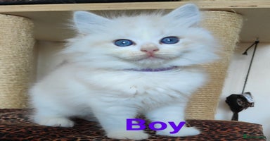 Ragdoll cats - Advert 8