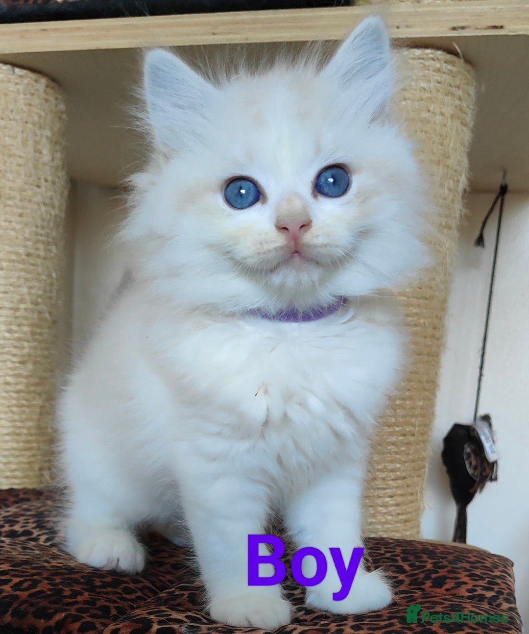 Ragdoll cats for sale: GCCF REGISTERED EUROPEAN LINE RAGDOLL KITTENS  - Image 2