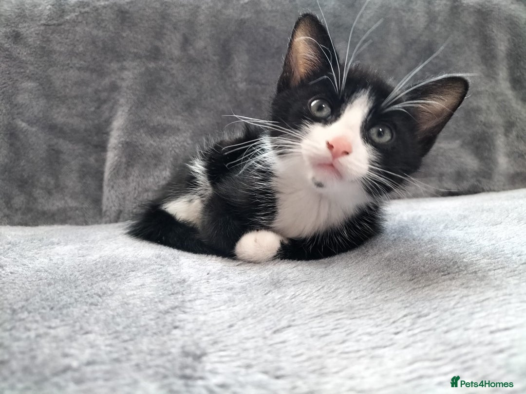 Mixed Breed cats for sale: 3 beautiful tux and black kittens for sale  - Image 6