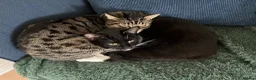 Mixed Breed cats for sale: 4 adult cats for sale/adoption - 2 boys, 2 girls  in Glossop - Advert 14