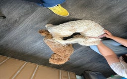 Cavapoo dogs for sale: F1b cavapoos- Red, apricot and white, collect16/12 - Image 7