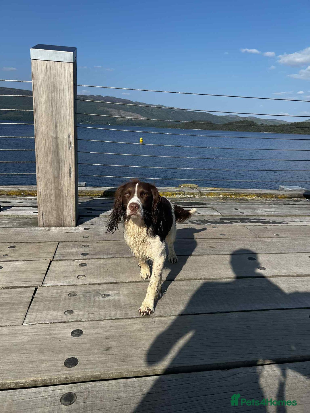 English Springer Spaniel dogs for stud: Springer spaniel stud  - Advert 12