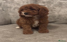 Cavapoo dogs for sale: F1 TOY CAVAPOO PUPPIES  - Image 11