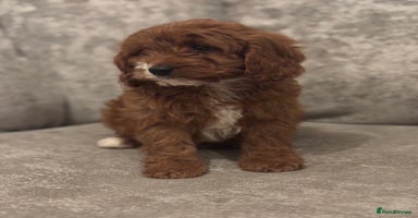 Cavapoo dogs F1 TOY CAVAPOO PUPPIES  - Advert 9