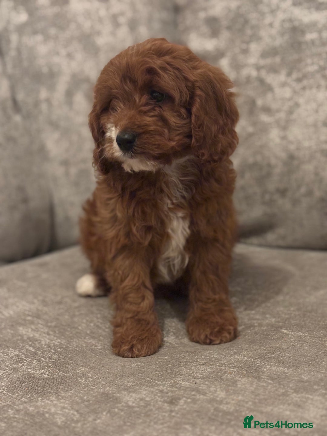 Cavapoo dogs for sale: F1 TOY CAVAPOO PUPPIES  - Image 11