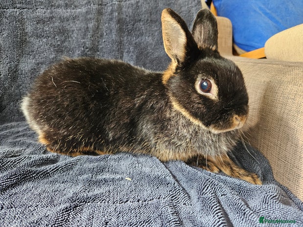 Netherland Dwarf rabbits - Advert 14