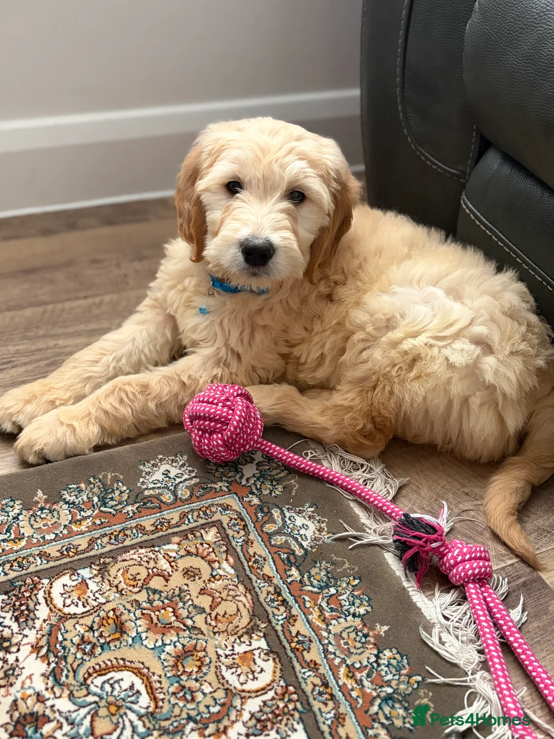 Golden Retriever dogs for sale: Golden Retriever Puppy – 9 Weeks Old in London - Advert 8
