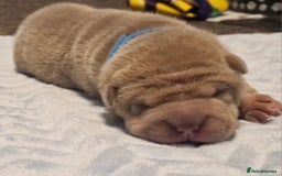 Shar Pei dogs for sale: Male Shar peis - Image 23
