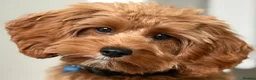 Cavapoo dogs for sale: F1 Red Cavapoo puppies ( health tested) - Advert 32