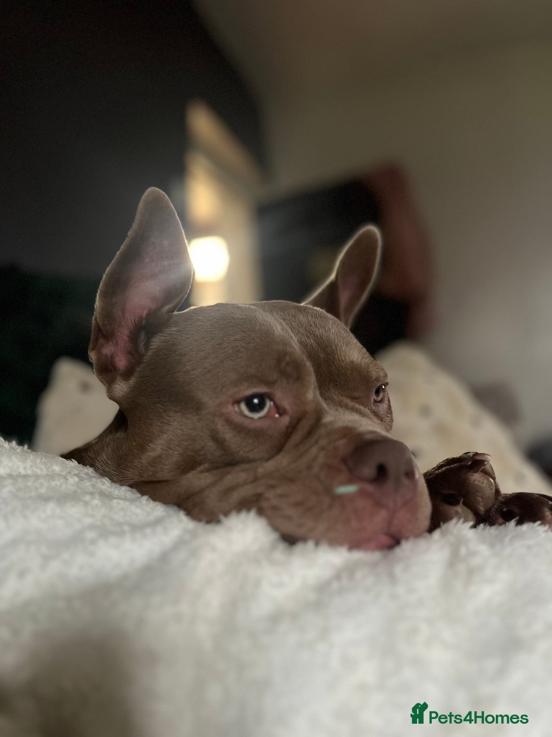 American Bully dogs for sale: One year old pocket bully  - Advert 4