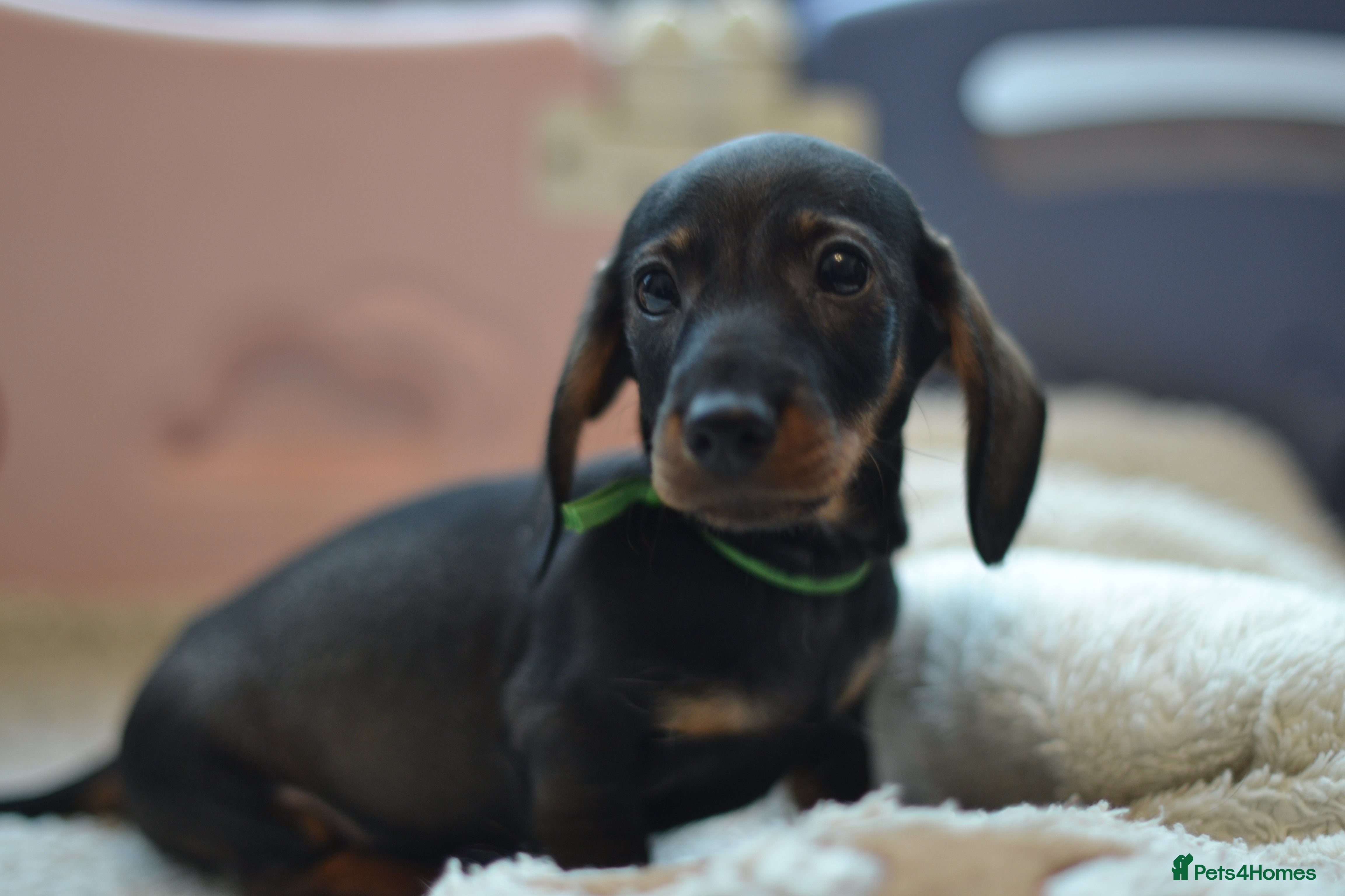 Miniature Dachshund dogs KC reg miniature wire haired dachshund puppies - Advert 16