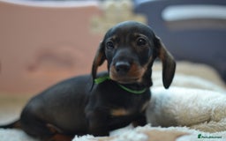 Miniature Dachshund dogs for sale: KC reg miniature wire haired dachshund puppies - Image 8
