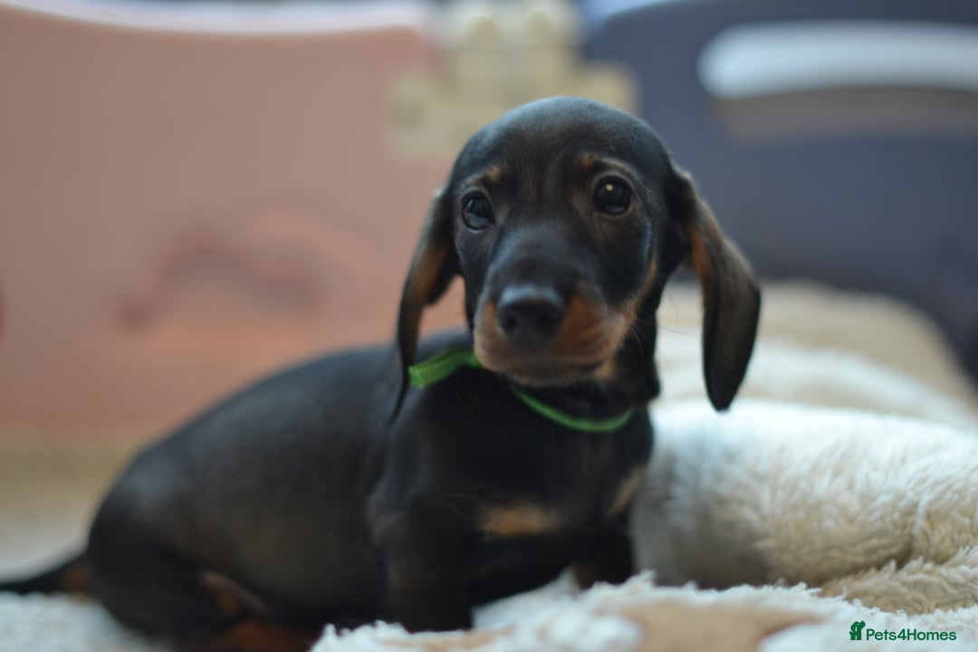 Miniature Dachshund dogs for sale: KC reg miniature wire haired dachshund puppies - Image 8