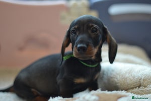 Miniature Dachshund dogs KC reg miniature wire haired dachshund puppies - Advert 1