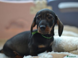 Miniature Dachshund dogs - Advert 35